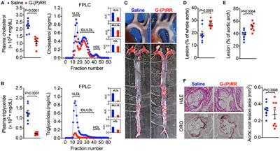 (Pro)renin Receptor Inhibition Reduces Plasma Cholesterol and Triglycerides but Does Not Attenuate Atherosclerosis in Atherosclerotic Mice